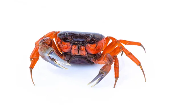 在白色背景查出的美丽的红色螃蟹 — 图库照片