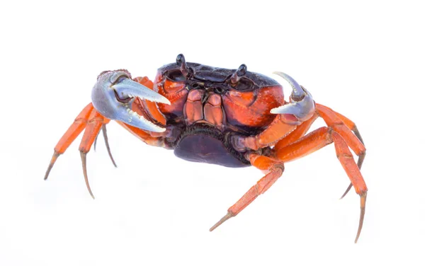 Caranguejo Vermelho Bonito Isolado Fundo Branco — Fotografia de Stock