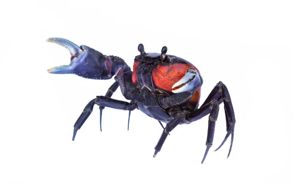 Kepiting Merah Yang Indah Diisolasi Pada Latar Belakang Putih — Stok Foto