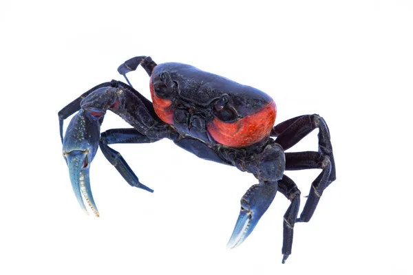 Beautiful Red Crab Isolated White Background — Stock Photo, Image