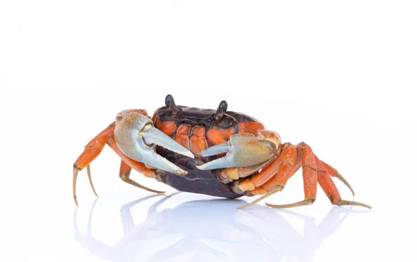 Mooie Rode Krab Geïsoleerd Witte Achtergrond — Stockfoto