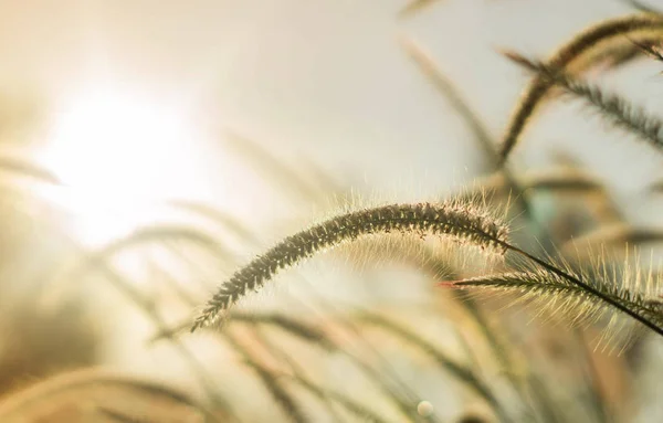 Beautiful silhouette of grass flower on sunset background  Selective focus.