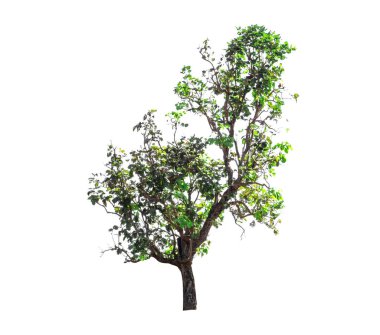 Beyaz arkaplanda izole edilmiş ağaç