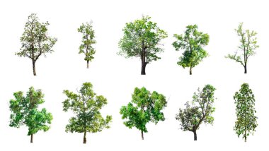 Beyaz arkaplanda izole edilmiş ağaç