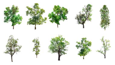 Beyaz arkaplanda izole edilmiş ağaç