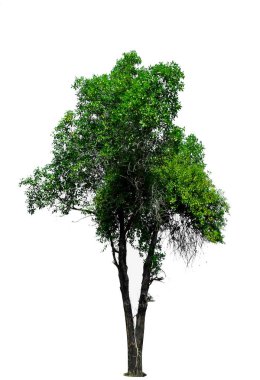 Beyaz arkaplanda izole edilmiş ağaç.