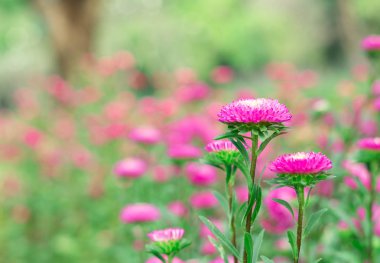 Güzel pembe çiçek çiçeklenme. 