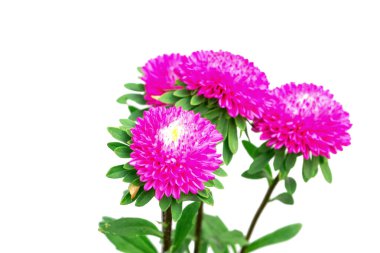 Beyaz arkaplanda izole edilmiş pembe çiçek.