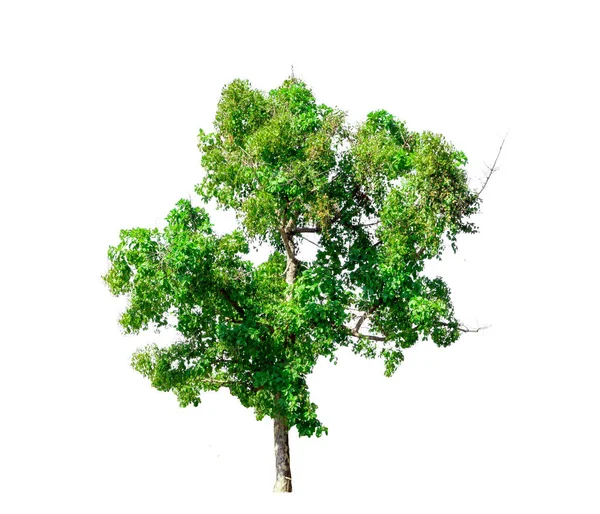 Árbol Aislado Sobre Fondo Blanco — Foto de Stock