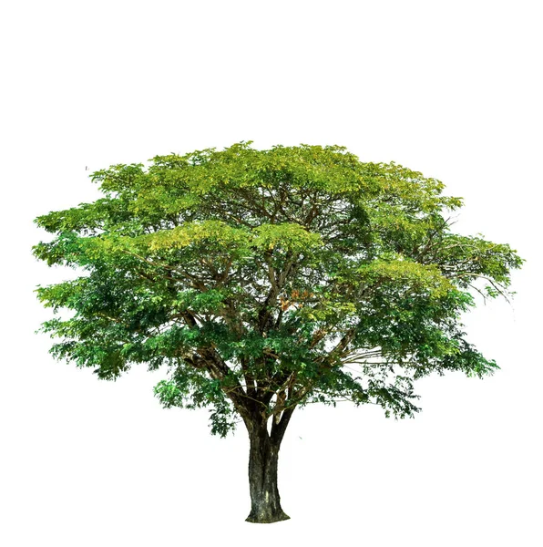 Beyaz arkaplanda izole edilmiş ağaç 