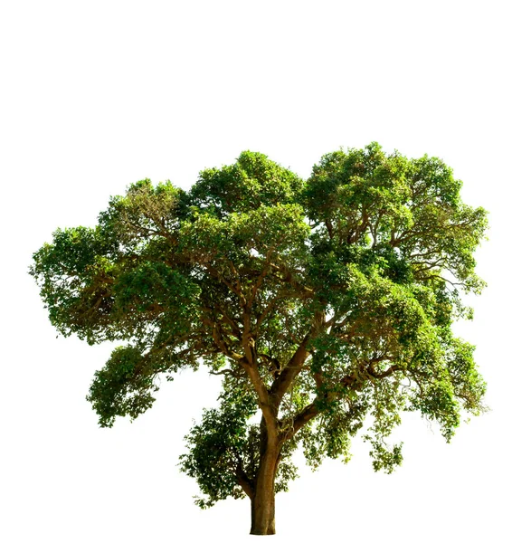 Albero Isolato Sfondo Bianco — Foto Stock