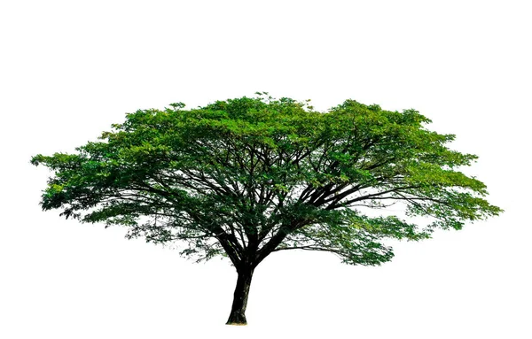 Árbol Aislado Sobre Fondo Blanco — Foto de Stock