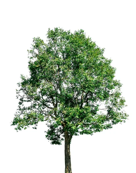 Albero Isolato Sfondo Bianco — Foto Stock