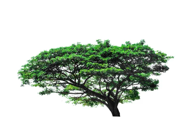 Árbol Aislado Sobre Fondo Blanco — Foto de Stock