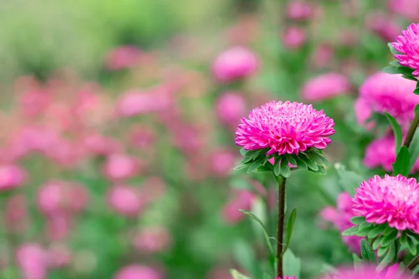 美丽的粉红色花朵正在绽放 — 图库照片