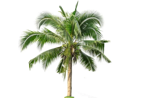 Coconut Träd Isolerad Vit Bakgrund — Stockfoto