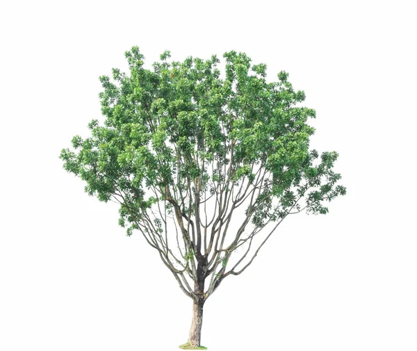 Isolierter Baum Auf Weißem Hintergrund — Stockfoto