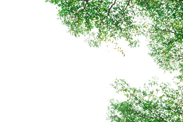 Beyaz arkaplanda yeşil yaprak izole edildi