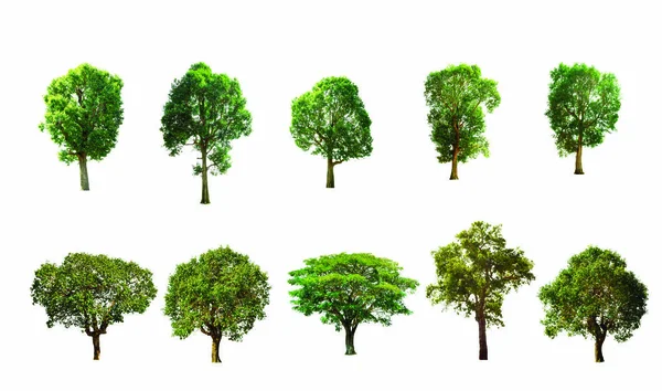Árvores Isoladas Sobre Fundo Branco Coleção Árvores Imagem De Stock