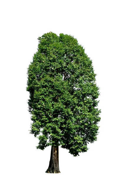 Μεμονωμένο Δέντρο Λευκό Φόντο Εικόνα Αρχείου