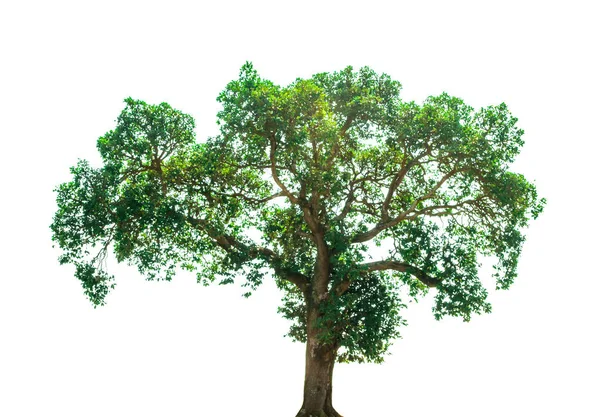 Árvore Isolada Sobre Fundo Branco Imagens Royalty-Free