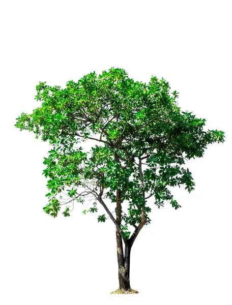 Isolierter Baum Auf Weißem Hintergrund Stockfoto