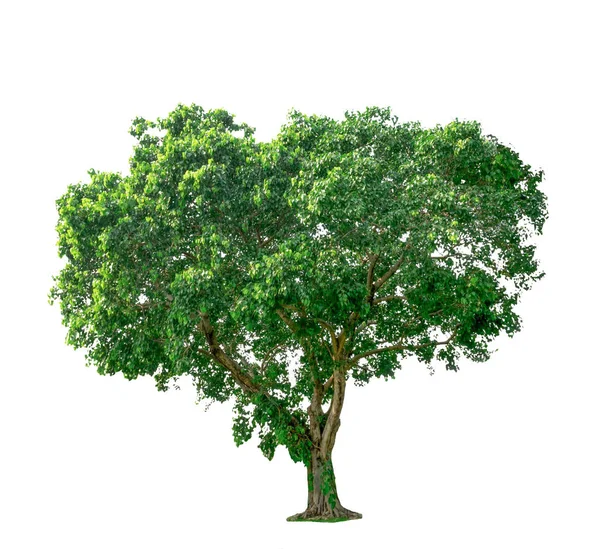 Μεμονωμένο Δέντρο Λευκό Φόντο Εικόνα Αρχείου