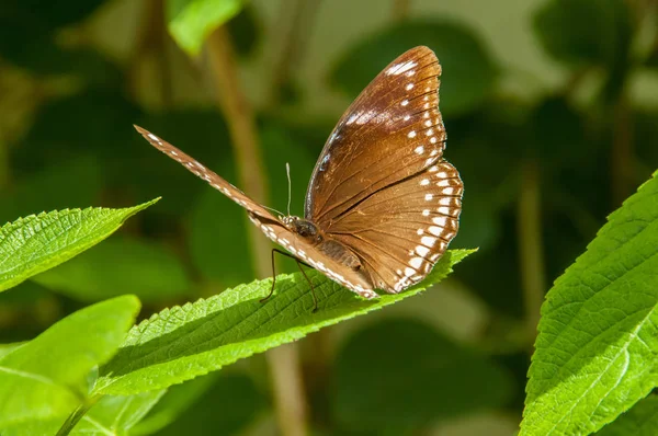 Renk ve desen bir kelebeğin güzelliği