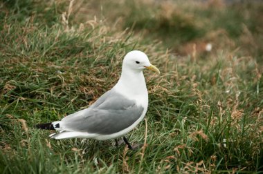 Martı rahatlatıcı bir anda