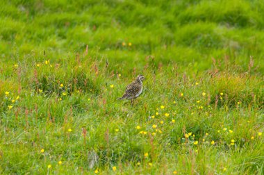 Kuşlar doğal ortamlarında