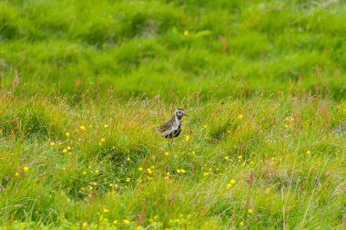 Kuşlar doğal ortamlarında