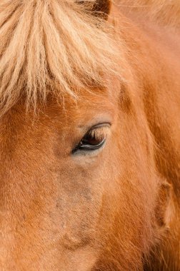 otlatma mera üzerinde atlar