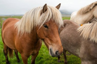otlatma mera üzerinde atlar