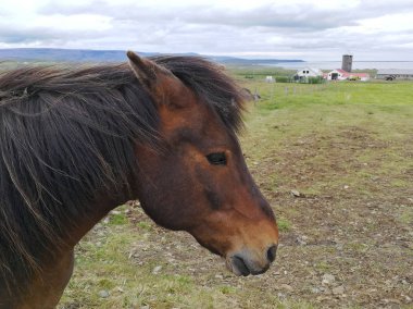 otlatma mera üzerinde atlar