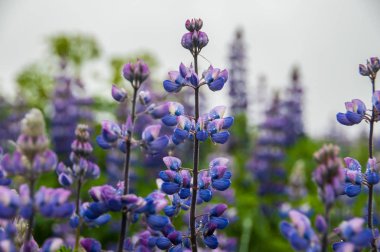 Doğada yabani mavi lupine