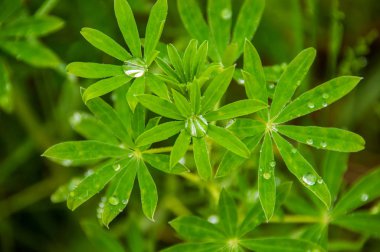 Alanları vahşi bitkiler