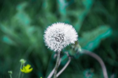 Alanları vahşi bitkiler