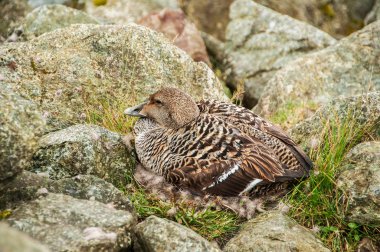 Ördekler doğal ortamlarında