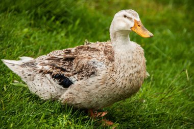 Ördekler doğal ortamlarında