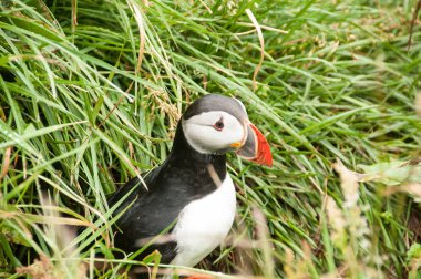 Ltrabjarg Cliffs, İzlanda'daki puffins kutsal