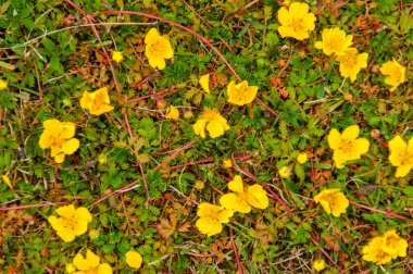 Doku ve desenler İzlanda güzel manzara