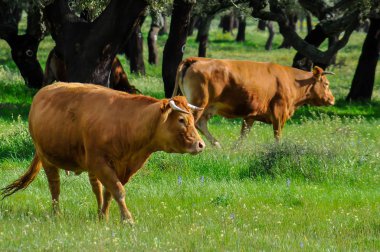 Yeşil çayırlara inekleri