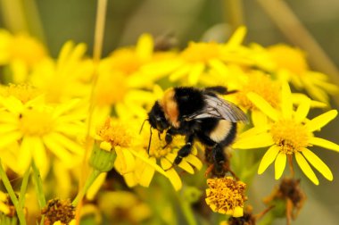 Arı polen için arıyorsunuz