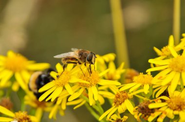 Arı polen için arıyorsunuz