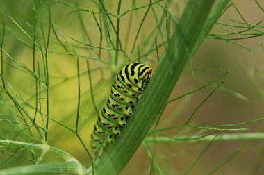 Kelebek larva bir tesisi