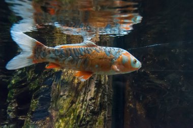 Fishs içinde bir nehir balık akvaryum