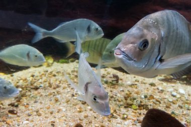 Fishs içinde bir nehir balık akvaryum