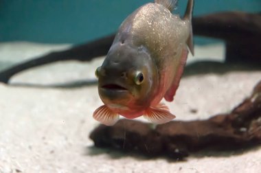 Fishs içinde bir nehir balık akvaryum