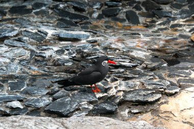 Kırmızı gagası ile koyu kuş