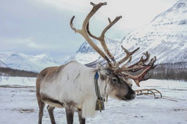 Bir Ren geyiği Evcil vahşi bir hayvan olduğunu